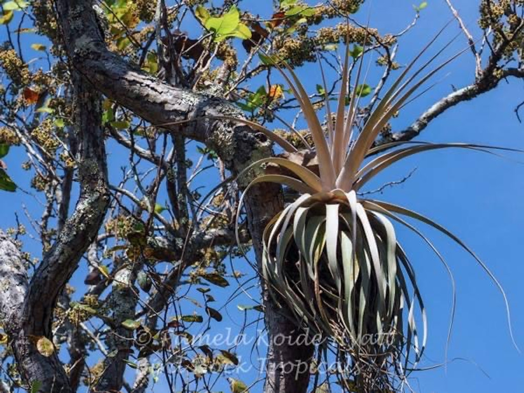 Tillandsia kruseana