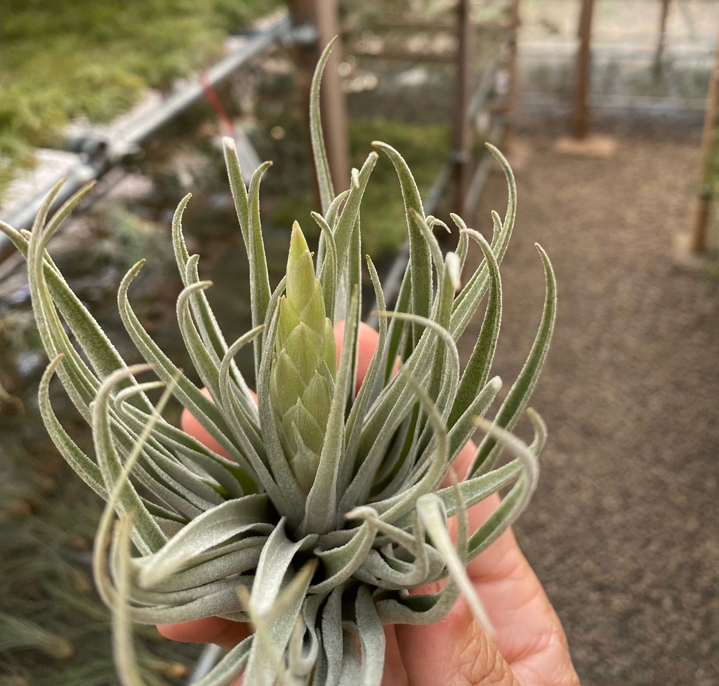 Tillandsia kautskyi hybrid (purple silver form)