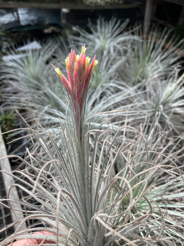 Tillandsia tectorum x plumosa