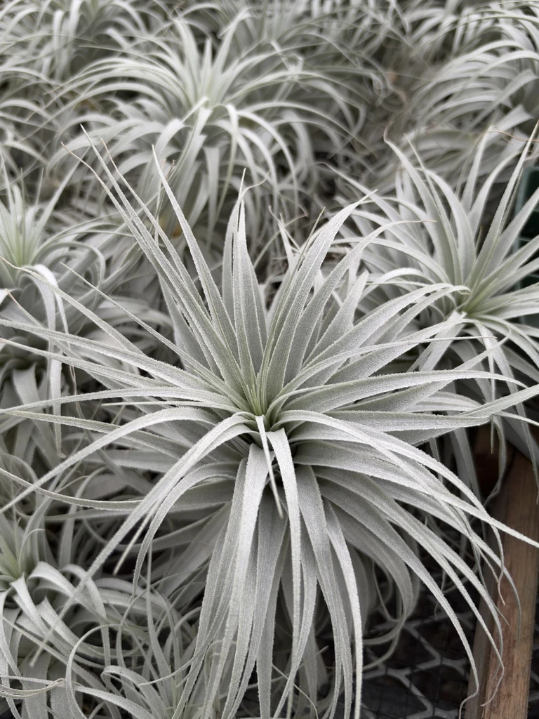 Tillandsia chapeuensis