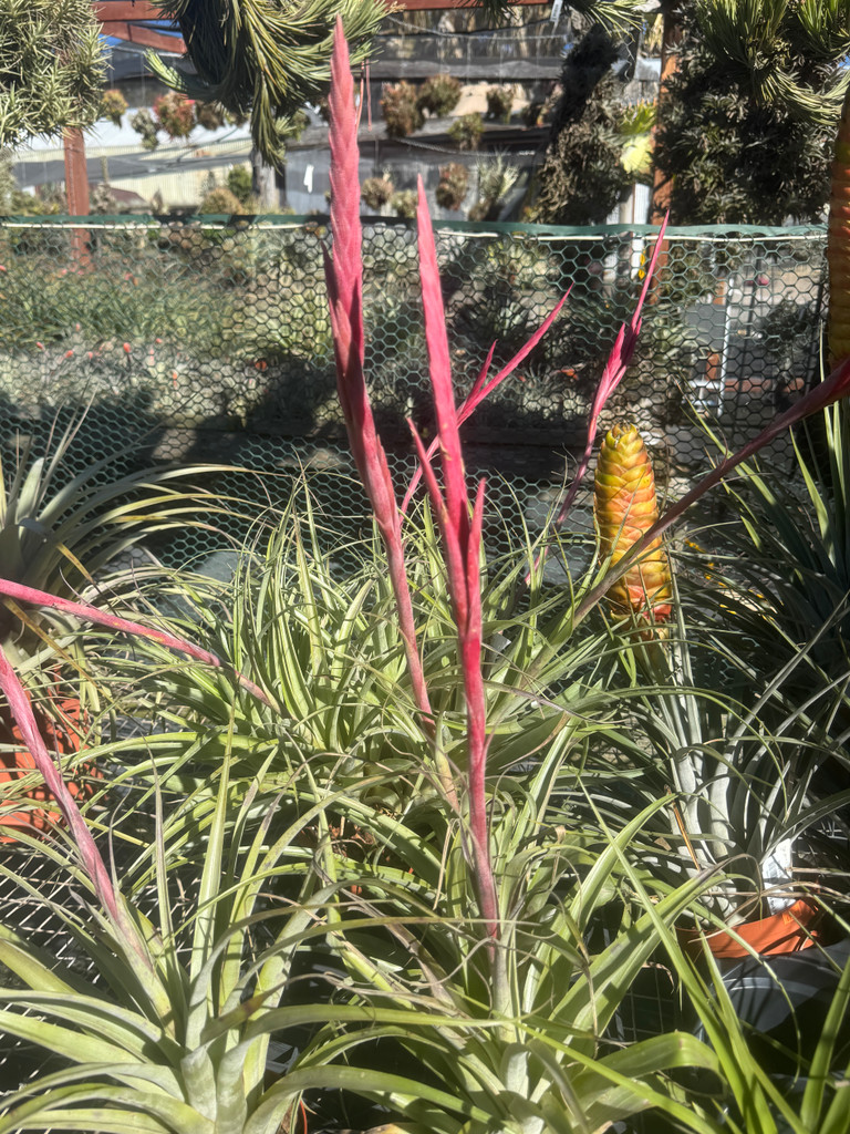 Tillandsia achyrostachys x calothyrsus