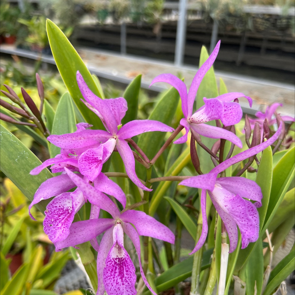 Bc. Maikai 'Maiyumi' AM/AOS