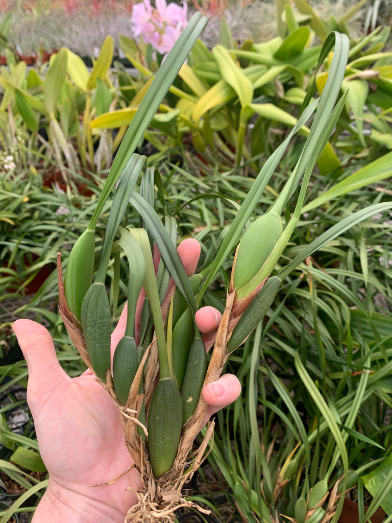 Maxillaria tenuifolia