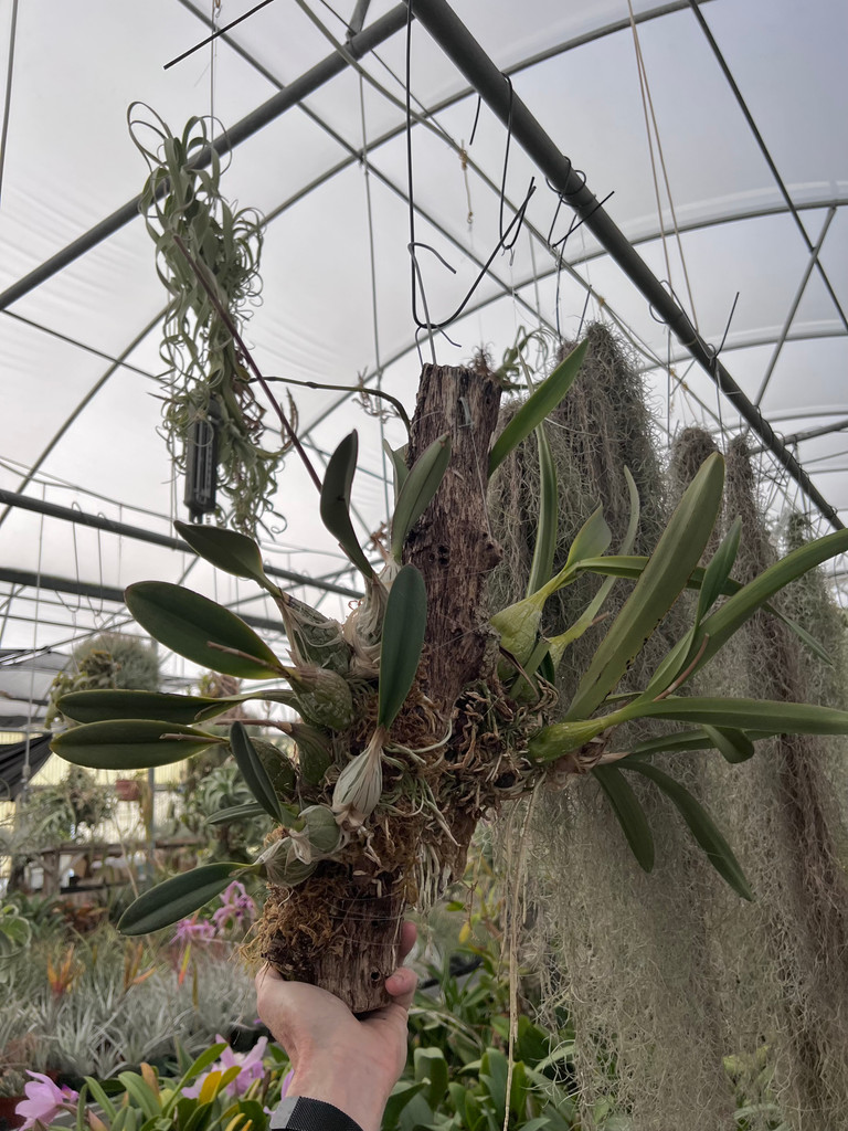 Encyclia hanburyi (dark flower form)
