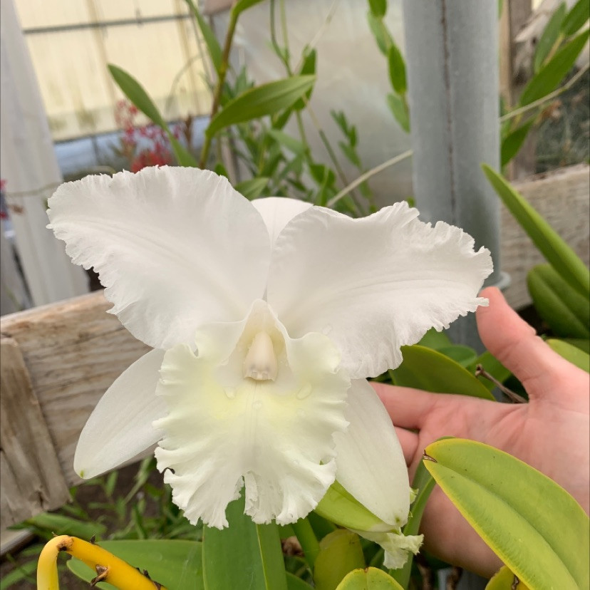 C. Jean Marie Skelly 'Ridgeway' HCC/AOS - Bird Rock Tropicals