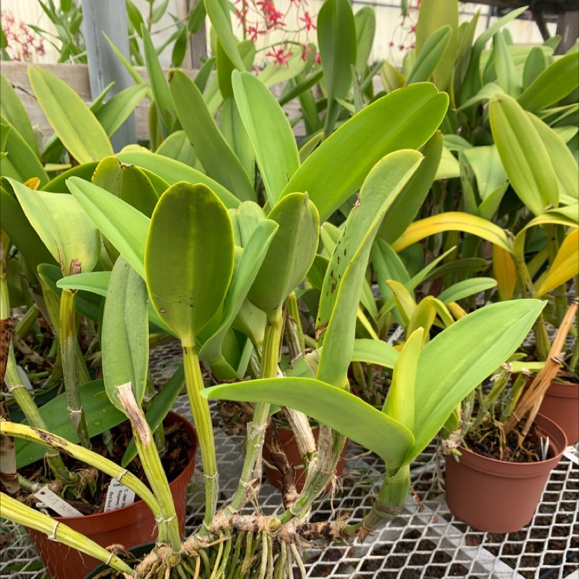 C. Jean Marie Skelly 'Ridgeway' HCC/AOS - Bird Rock Tropicals