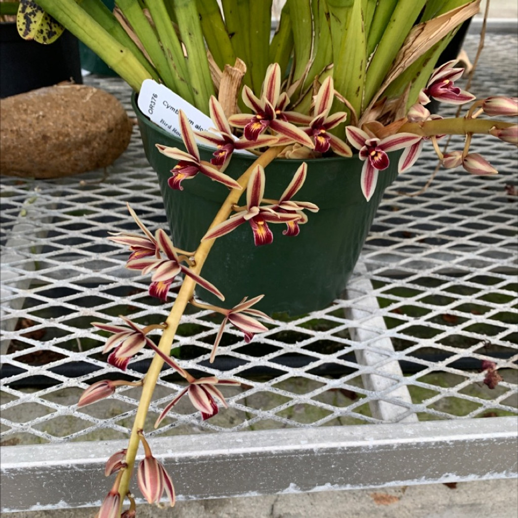 Cymbidium aloifolium