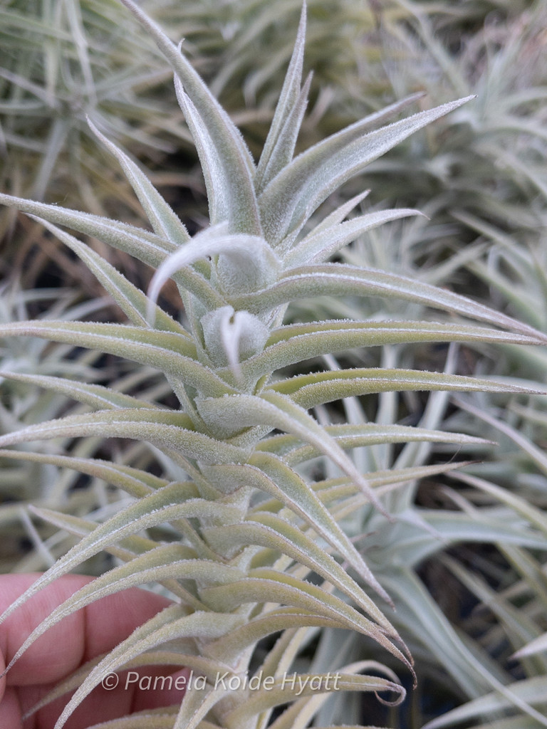 Tillandsia purpurea 'Shooting Star'