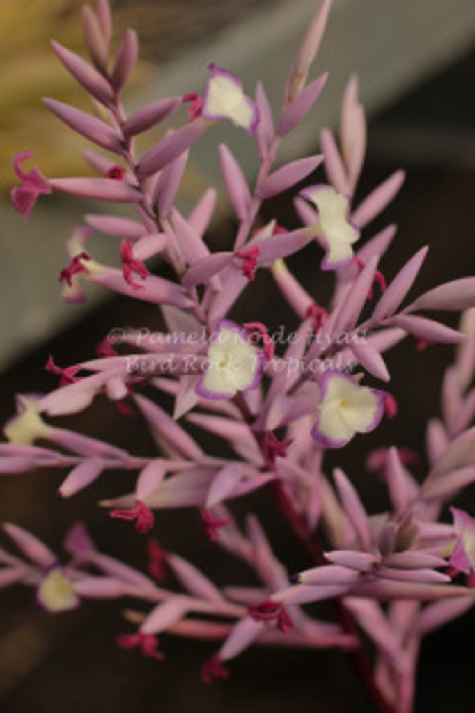 Tillandsia straminea