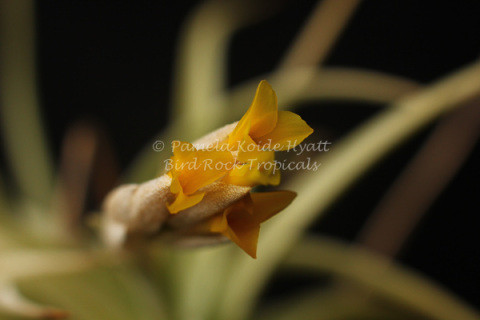 Tillandsia ixioides - Bird Rock Tropicals