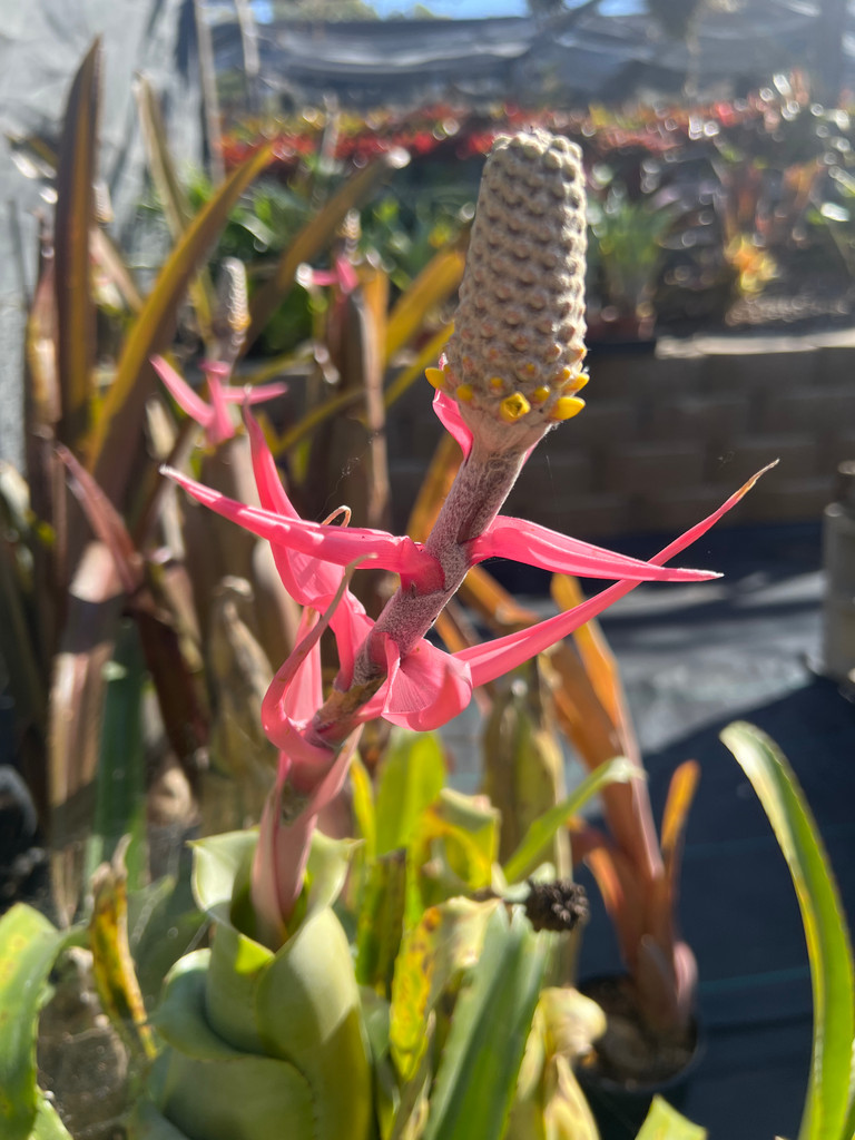 Aechmea bromeliifolia (green form)