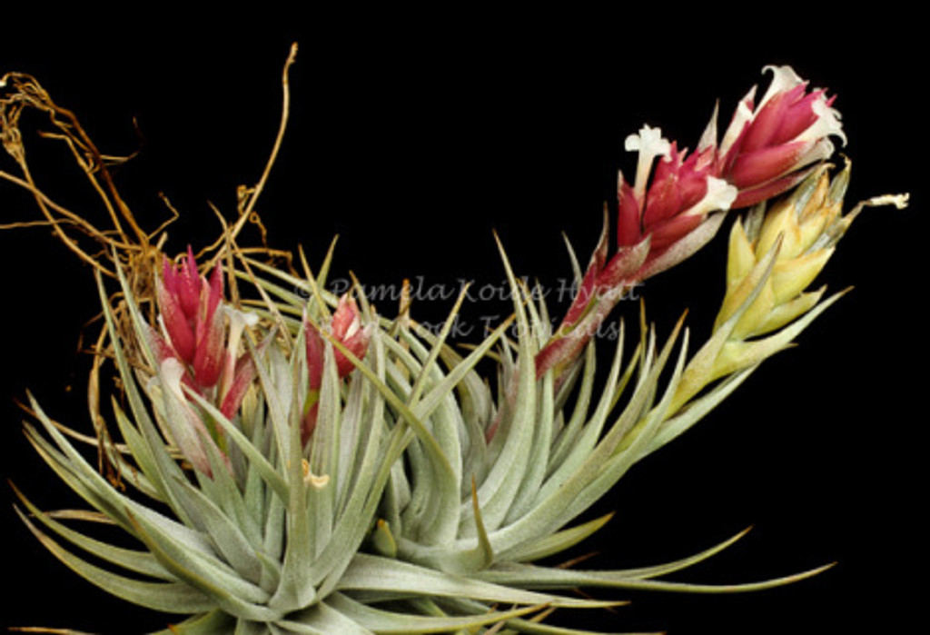 Tillandsia stricta var. albifolia