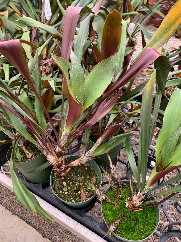 Pitcairnia alata (dark red flower)