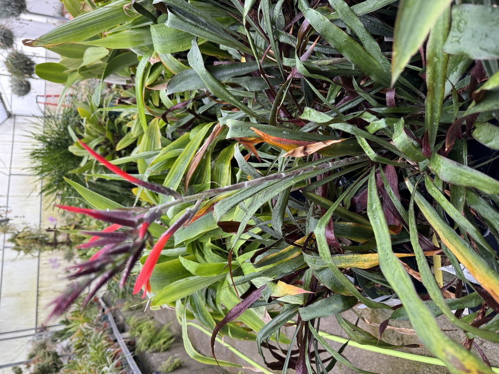 Pitcairnia alata (dark red flower)