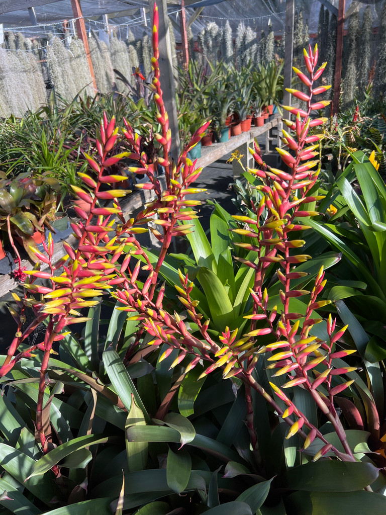 Vriesea saundersii x bituminosa