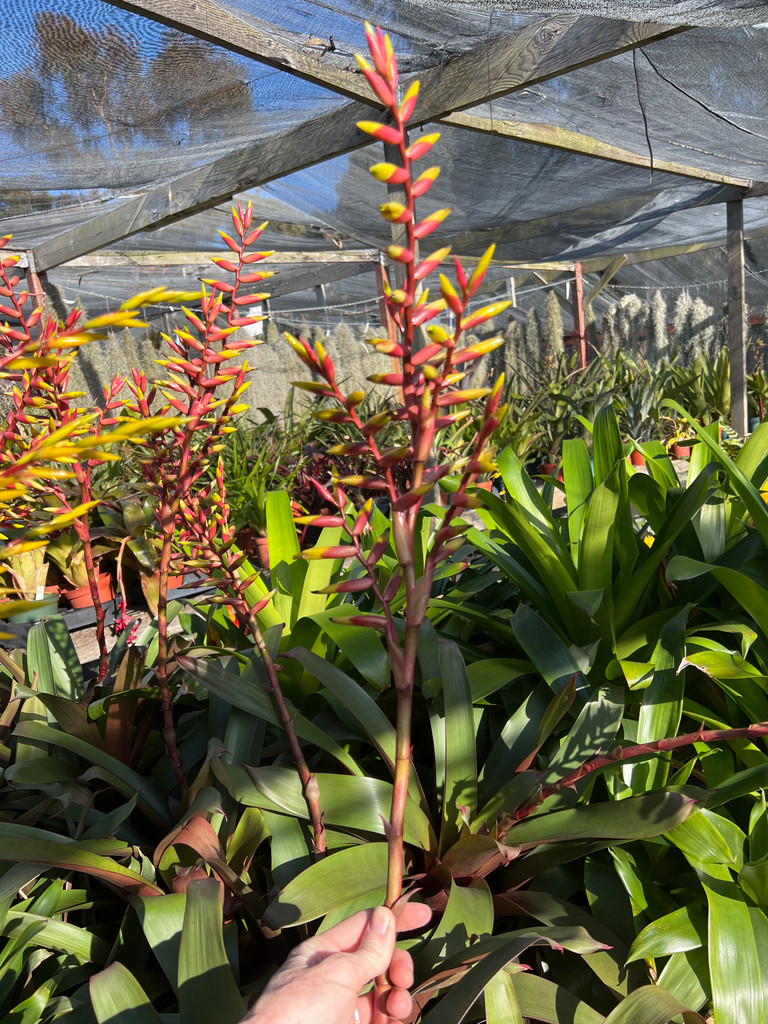 Vriesea saundersii x bituminosa