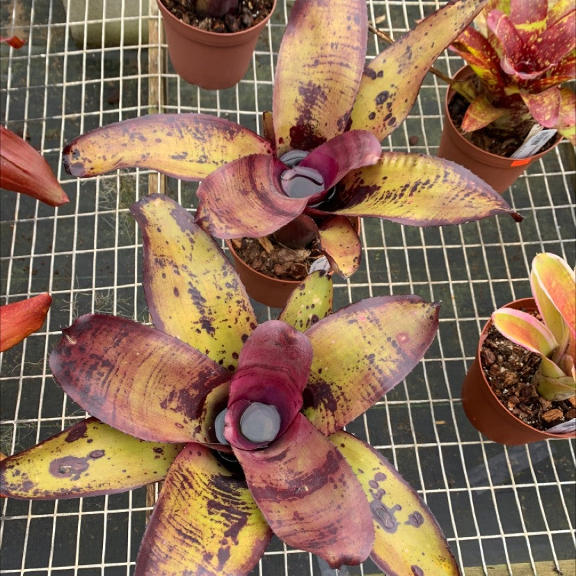 ブロメリア・エアープランツ Neoregelia Big & Rich Neoregelia Frazier's Grande - Bird Rock Tropicals