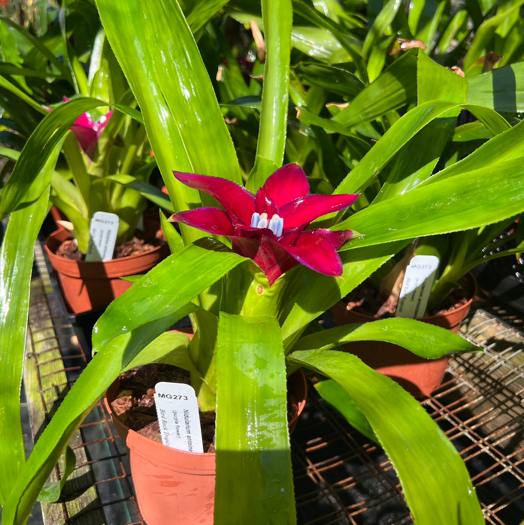 Nidularium 'Litmus' (previously sold as Nid. antoineanum, red to purple bracts)