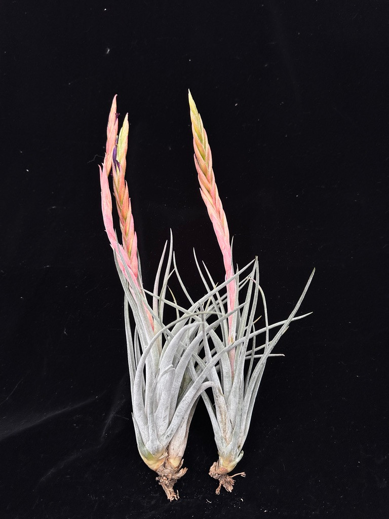 Tillandsia chiapensis x achyrostachys