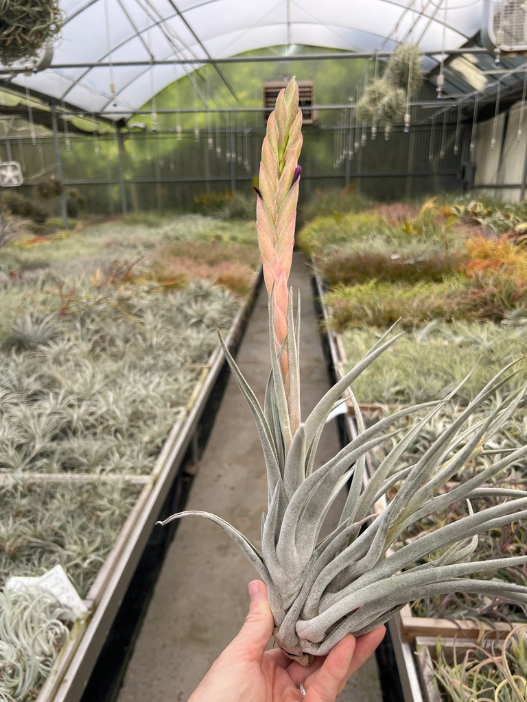 Tillandsia chiapensis x achyrostachys