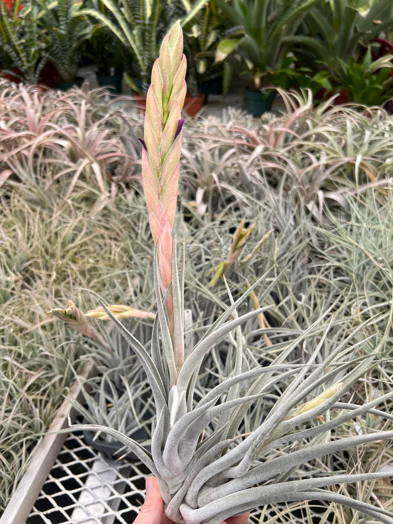 Tillandsia chiapensis x achyrostachys