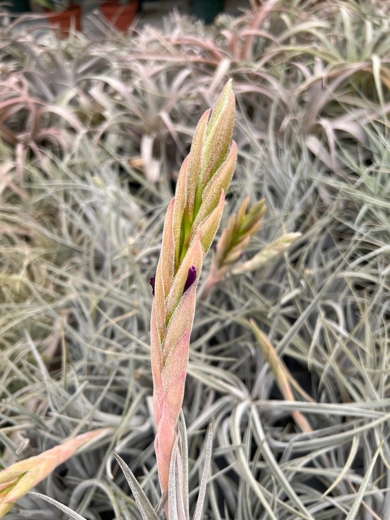 Tillandsia chiapensis x achyrostachys