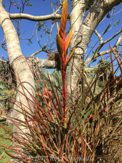 Tillandsia copalaensis - Bird Rock Tropicals