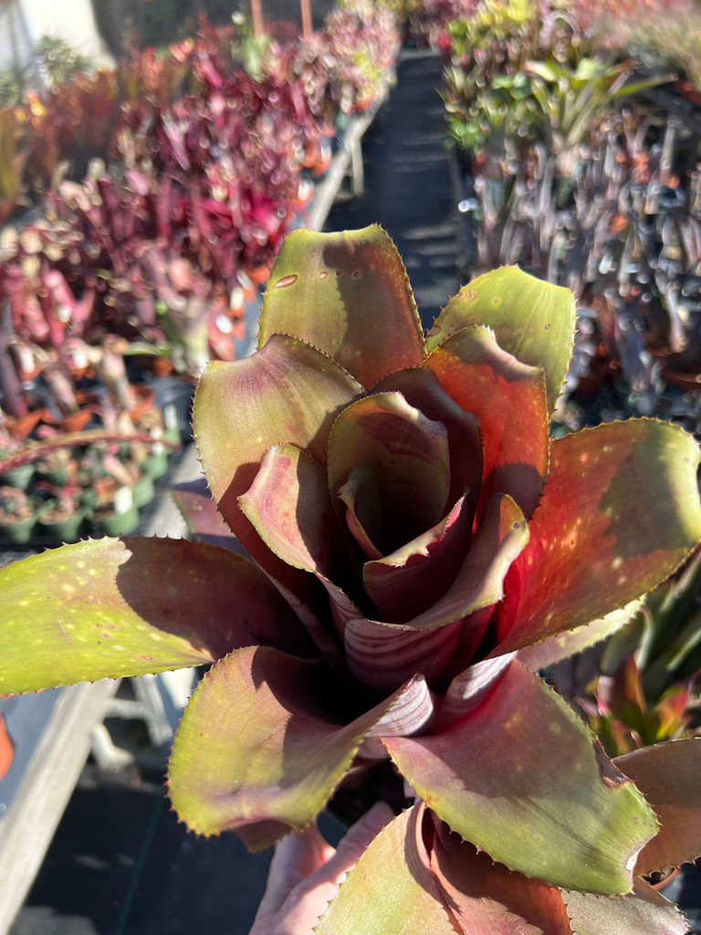 Billbergia Muriel Waterman