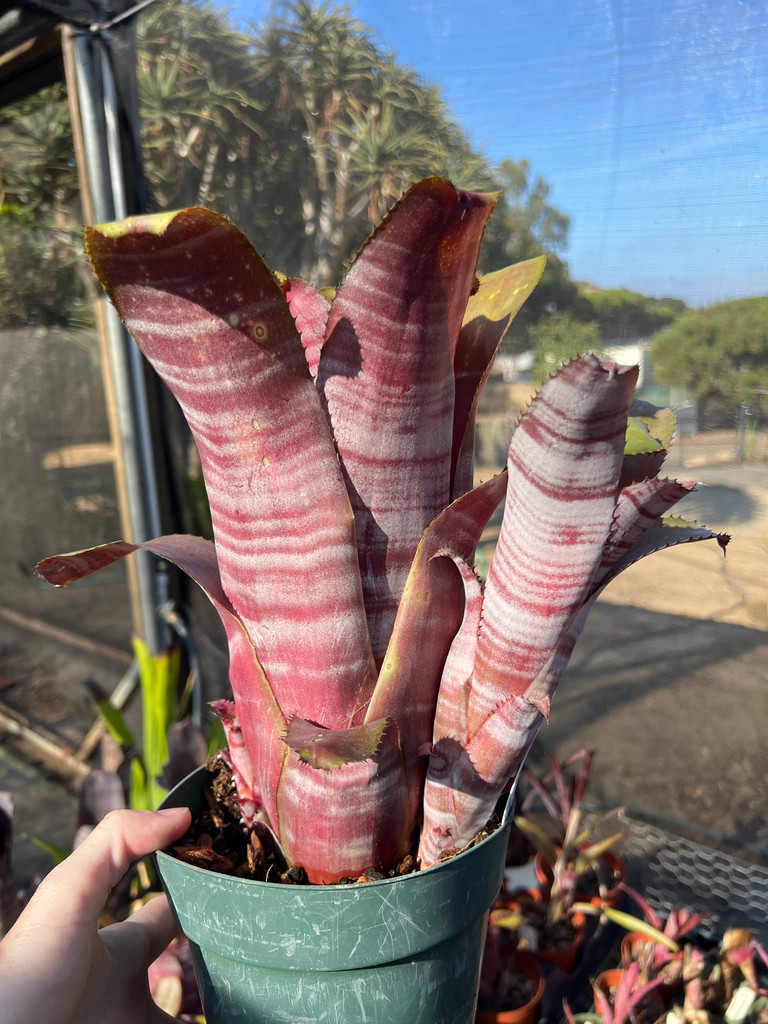 Billbergia Muriel Waterman