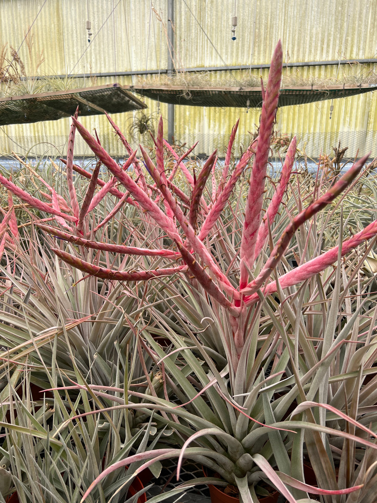 Tillandsia Queen Cobra (T. chiapensis x botteri)