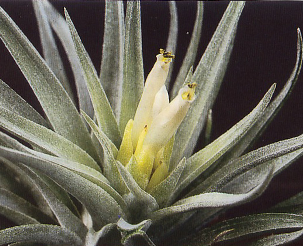 Tillandsia plagiotropica