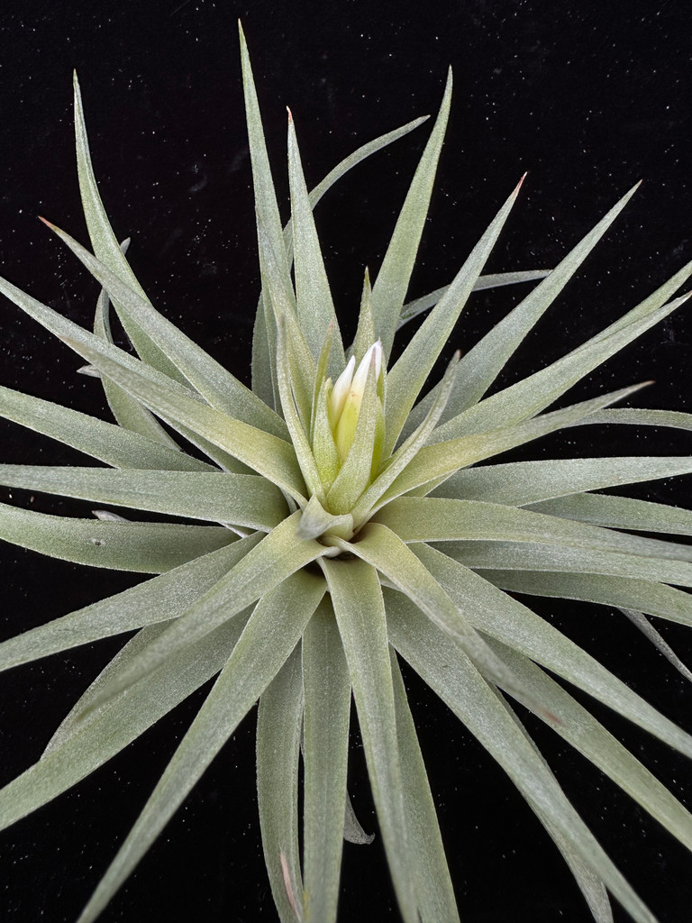 Tillandsia plagiotropica