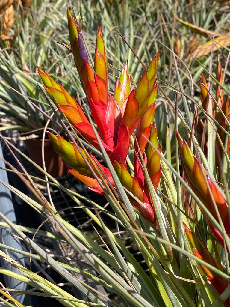 Tillandsia fasciculata (Yucatan) - Bird Rock Tropicals