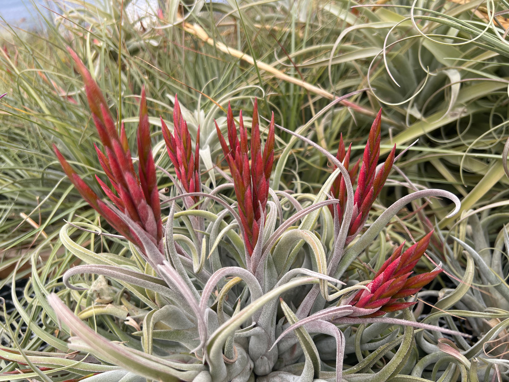 Tillandsia caput-medusae X diguetii