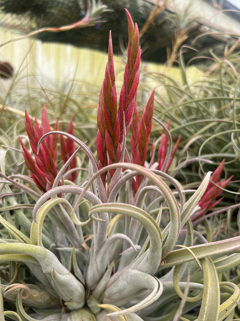 Tillandsia caput-medusae X diguetii