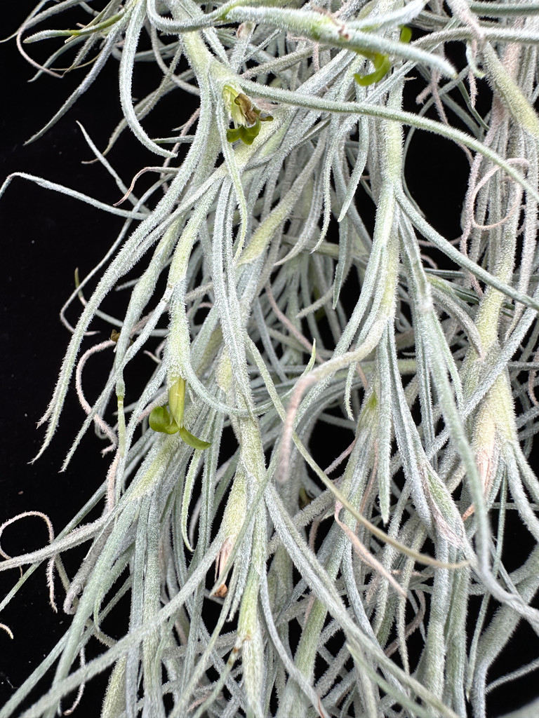 Tillandsia usneoides, (Larson clone)