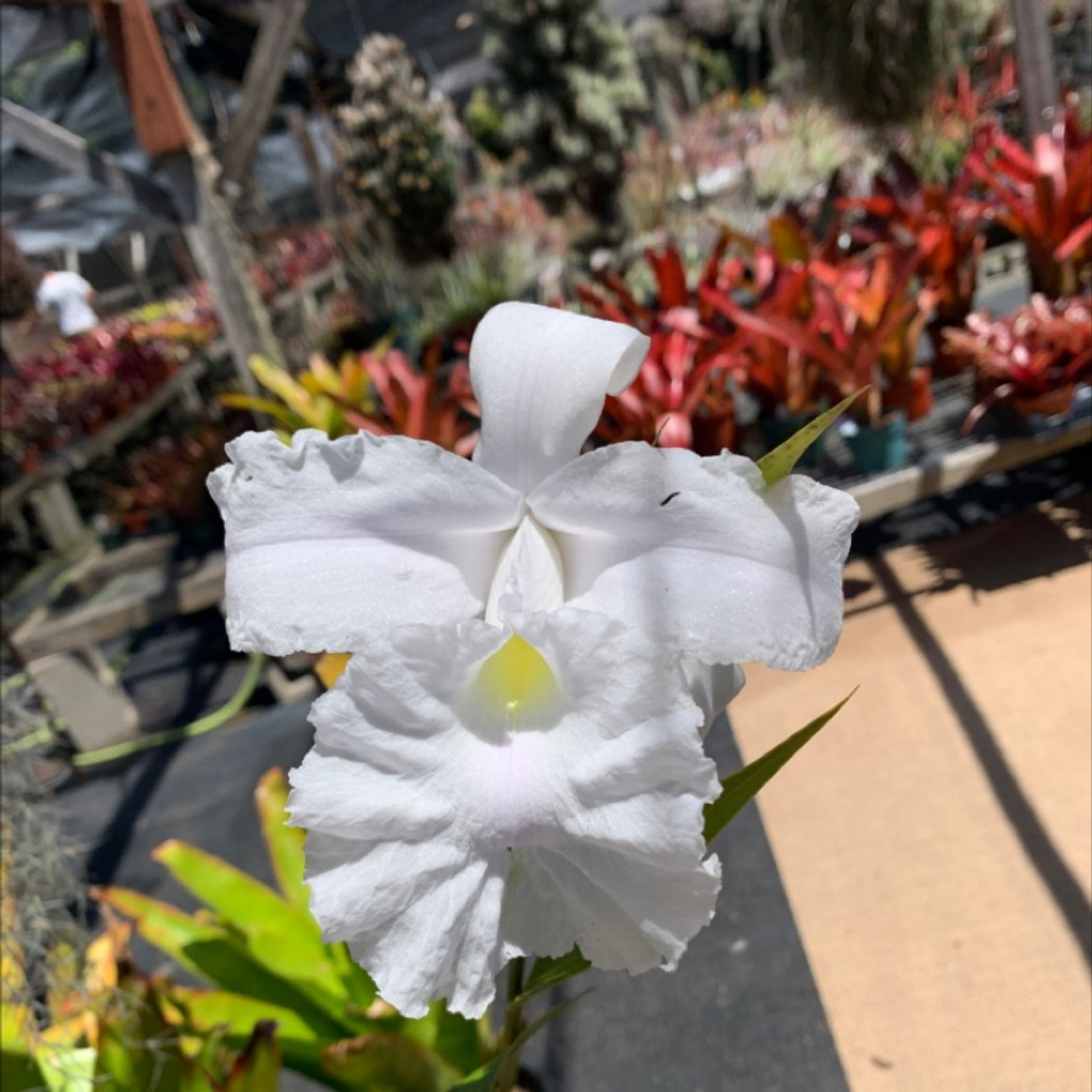 Sobralia macrantha 'Alba'