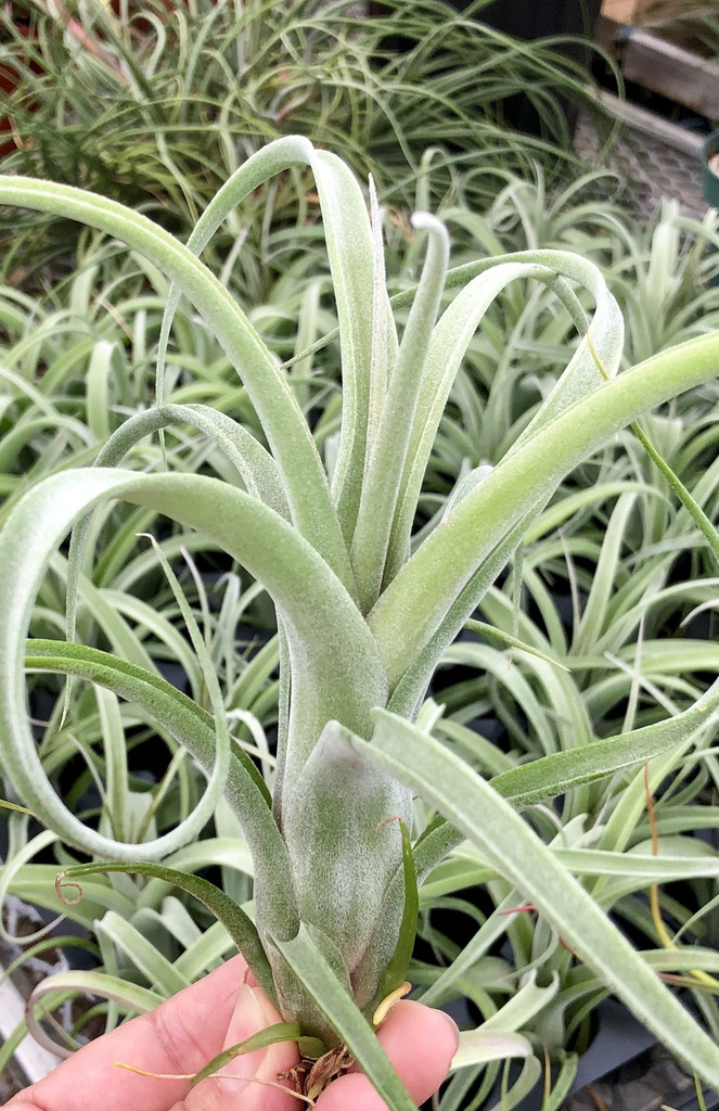 Tillandsia Curly Fatso #3 【ラスト株】 Tillandsia Curly Fatso #3 【ラスト株】 Tillandsia Curly Fatso #3