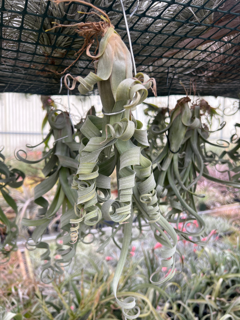 Tillandsia Curly Slim (T. intermedia x streptophylla) - Dimmitt Hybrid