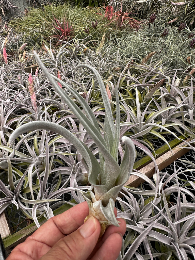 Tillandsia chiapensis (Giant, multi-branched clone)