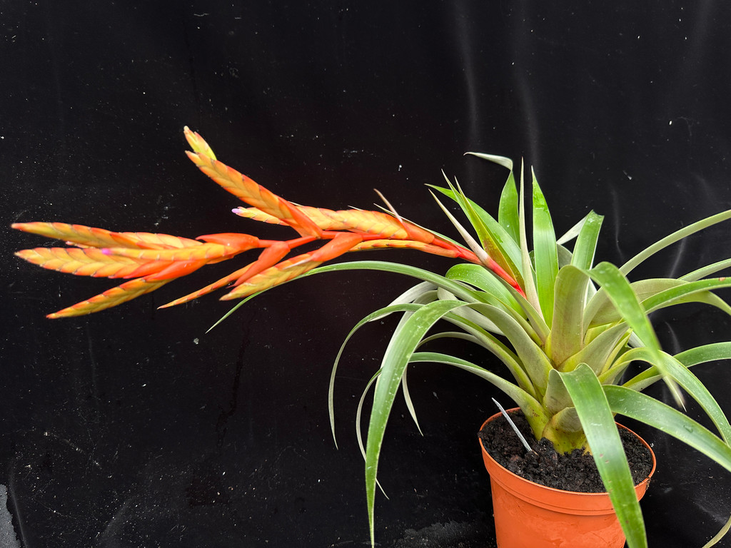 Tillandsia confinis (Columbia)