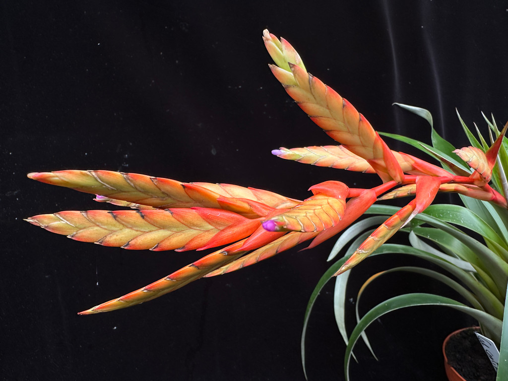 Tillandsia confinis (Columbia)