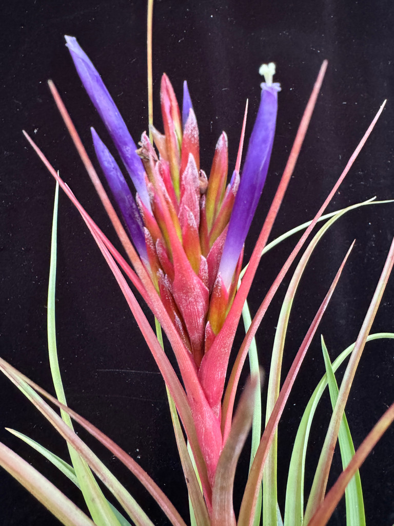 Tillandsia Nashville (T. tricolor x brachycaulos)