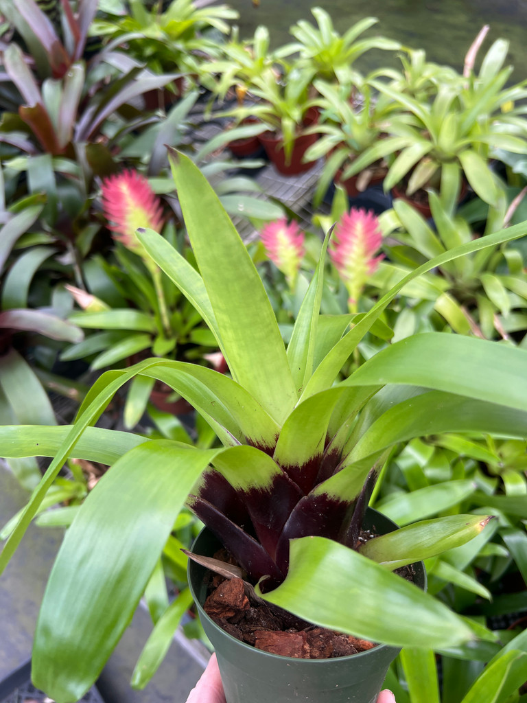 Vriesea erythrodactylon