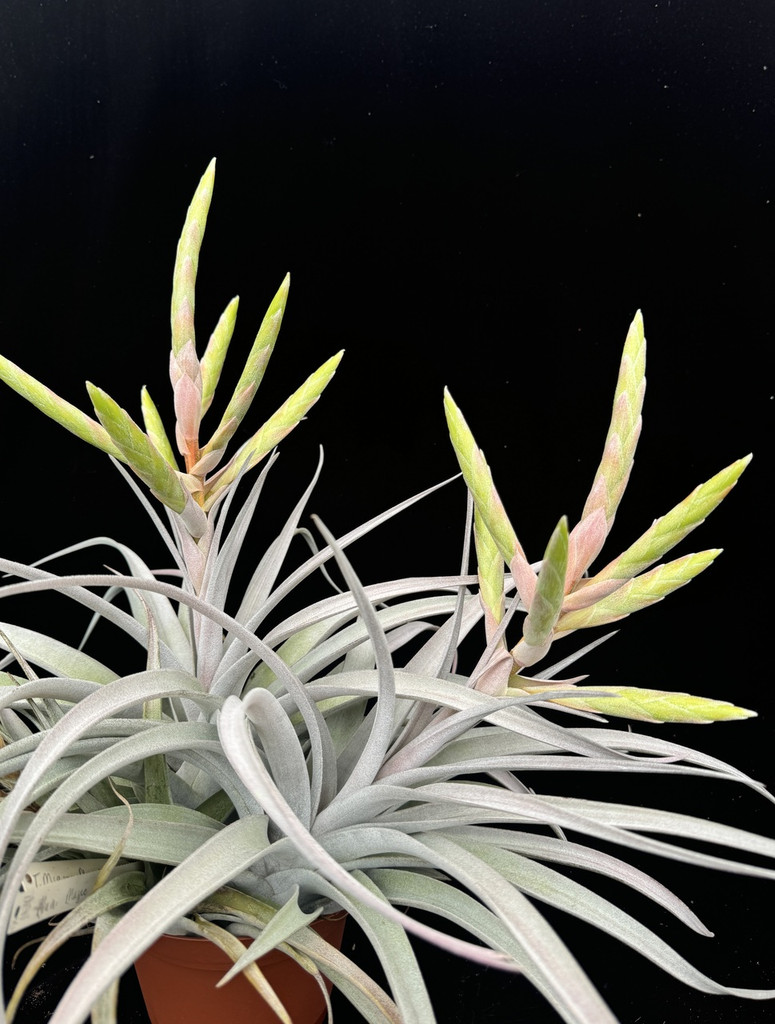 Tillandsia Miami Magic