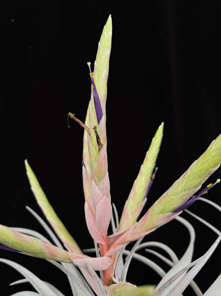 Tillandsia Miami Magic