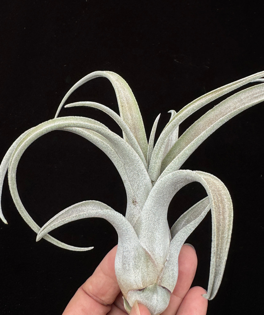 Tillandsia chiapensis X caput-medusae