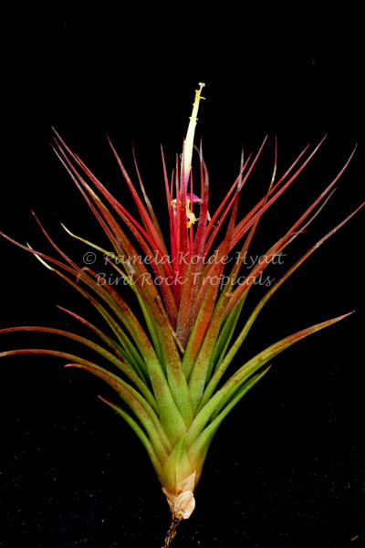 Tillandsia Apalala Regal 速達発送 Tillandsia x rectifolia - Bird Rock Tropicals