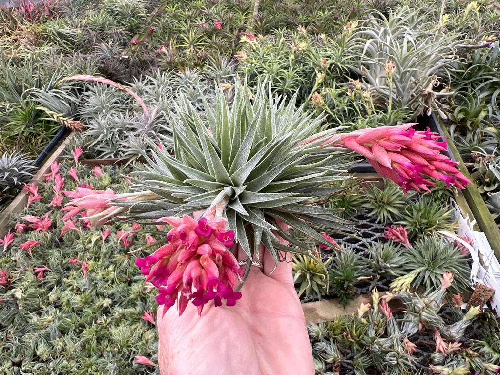 Tillandsia kautskyi hybrid (green form)