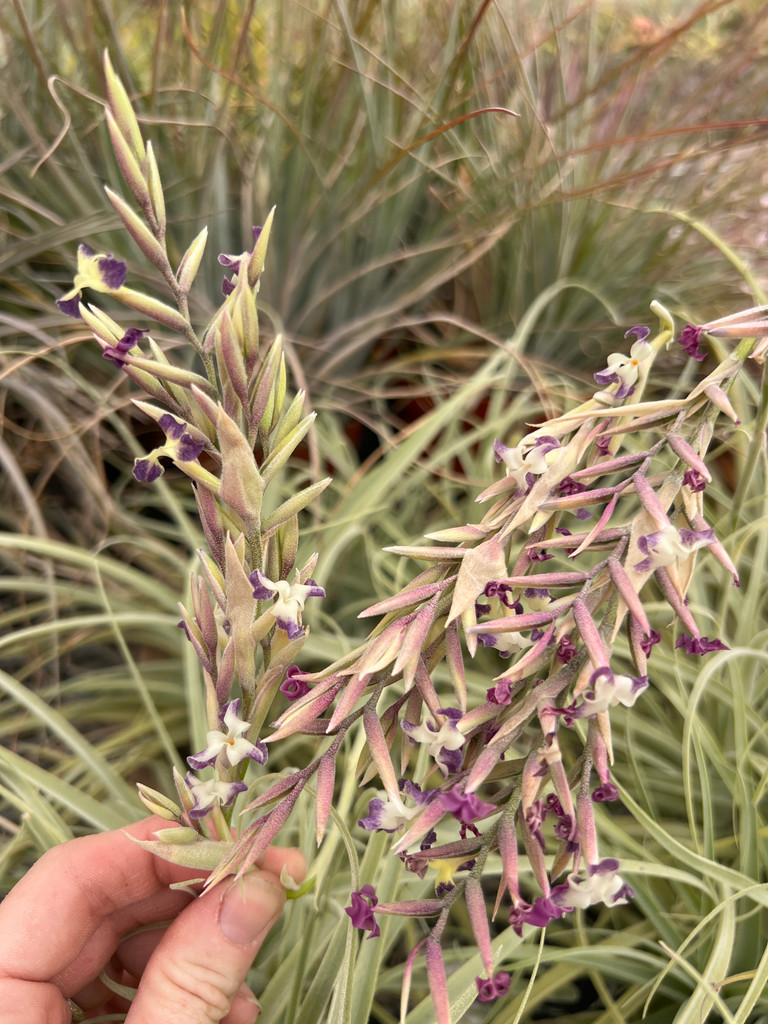 Tillandaia Kaleidoscope (T. humilis x straminea)